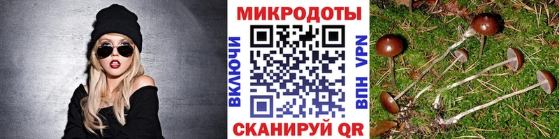 Галлюциногенные грибы Psilocybine cubensis  хочу наркоту  Трубчевск 